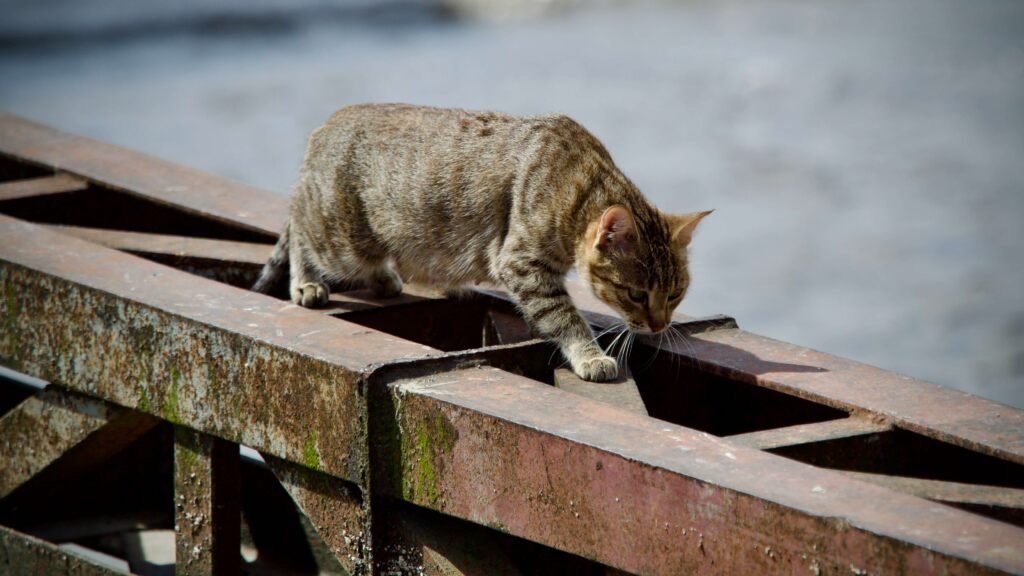 Understanding Cat Scabs: Best 7 Health Tips!