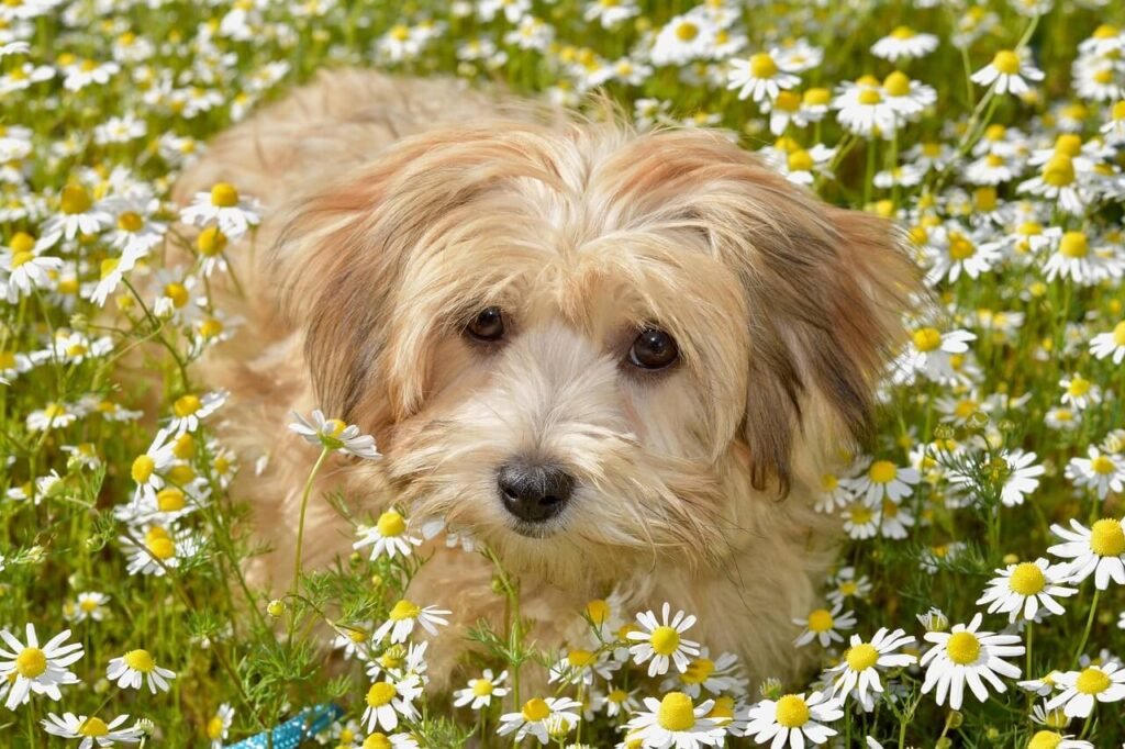 Dog Throwing Up Bile: Best 7 Expert Tips!