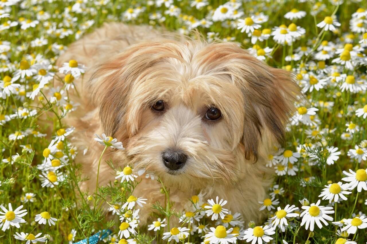 Dog Throwing Up Bile: Best 7 Expert Tips!