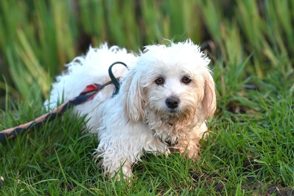 Dog Dry Skin Treatment: Best 7 Health Tips!