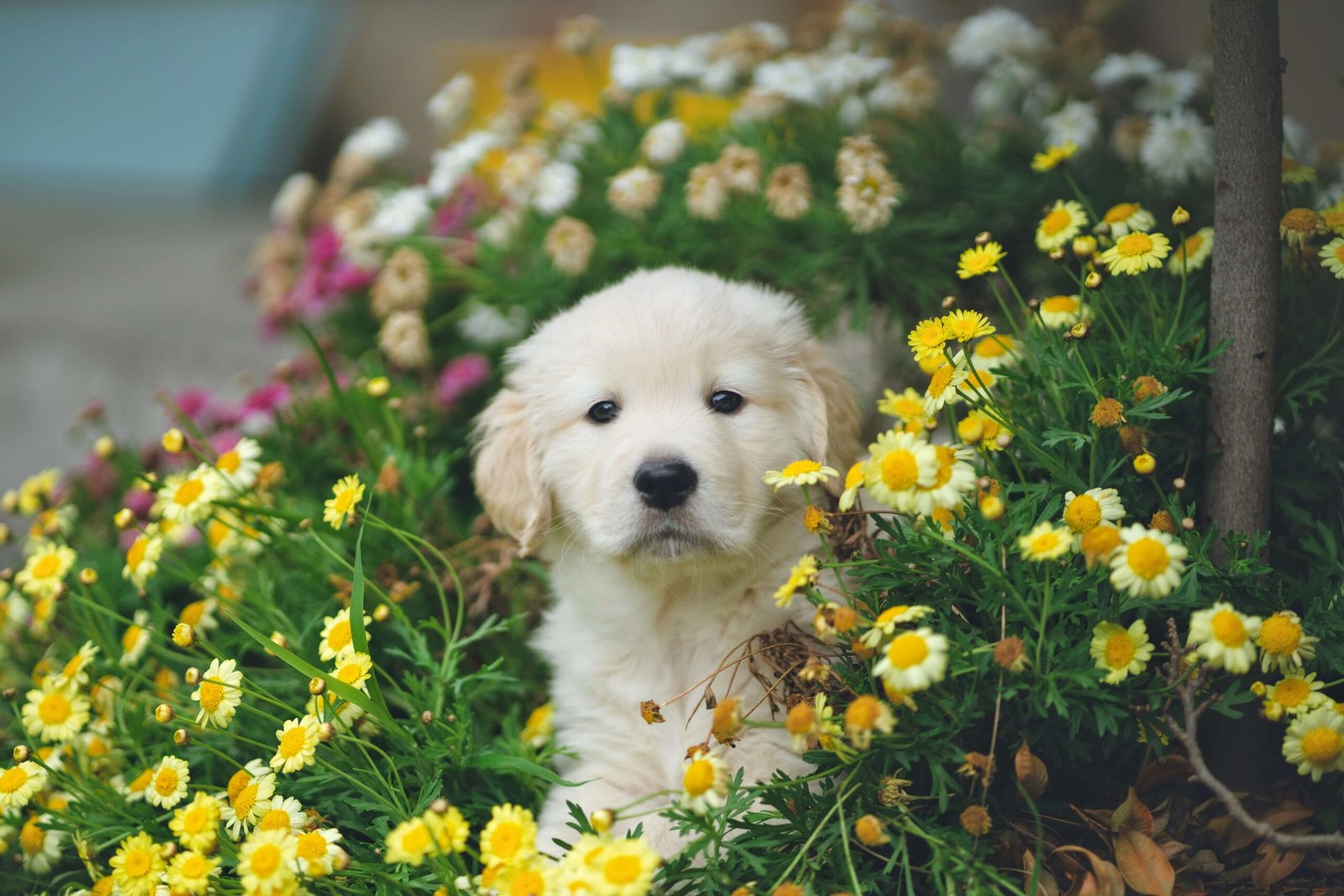Dog Lice vs Fleas: Best 7 Expert Tips!