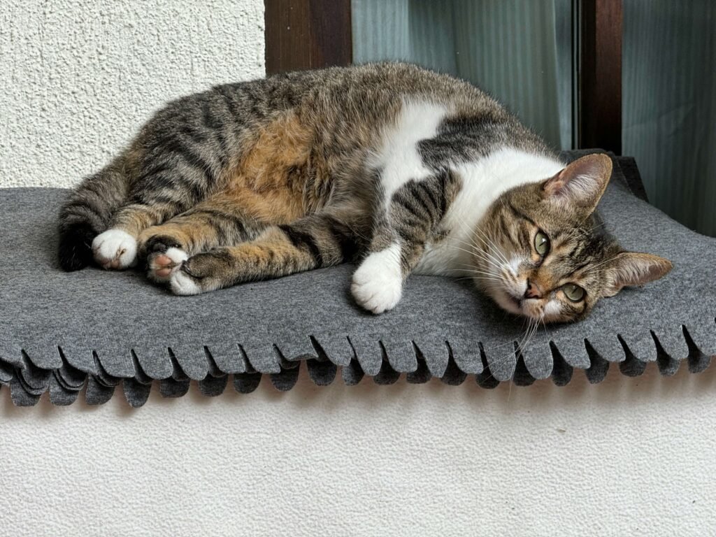 Understanding the Lethargic but Purring Cat: Best 7 Tips!