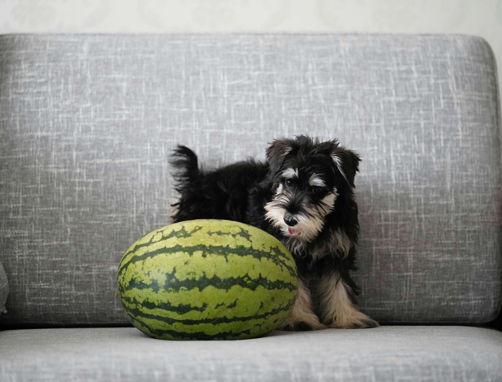 Can My Dog Eat Melon? Best 7 Expert Tips!