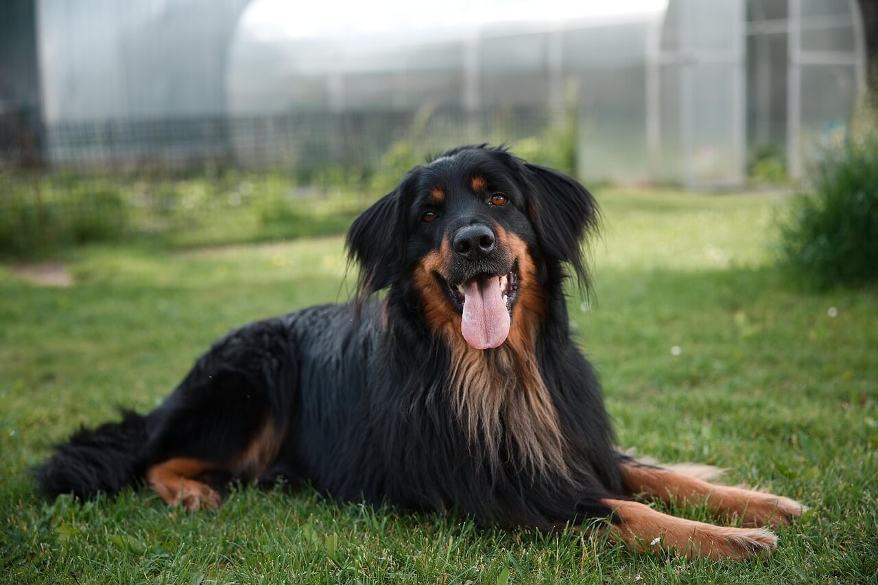 Is It Cheaper to Make Your Own Dog Food? Best 7 Tips!