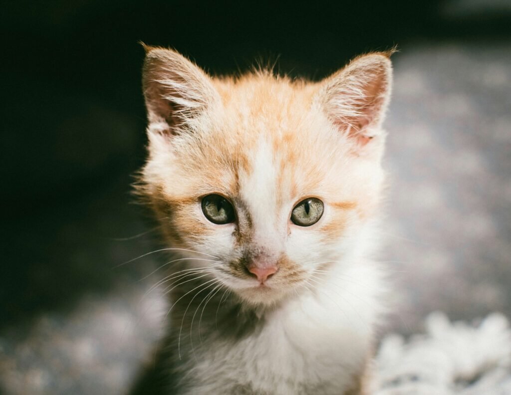 Understanding Cat Eye Surgery Costs: Best 7 Expert Tips!