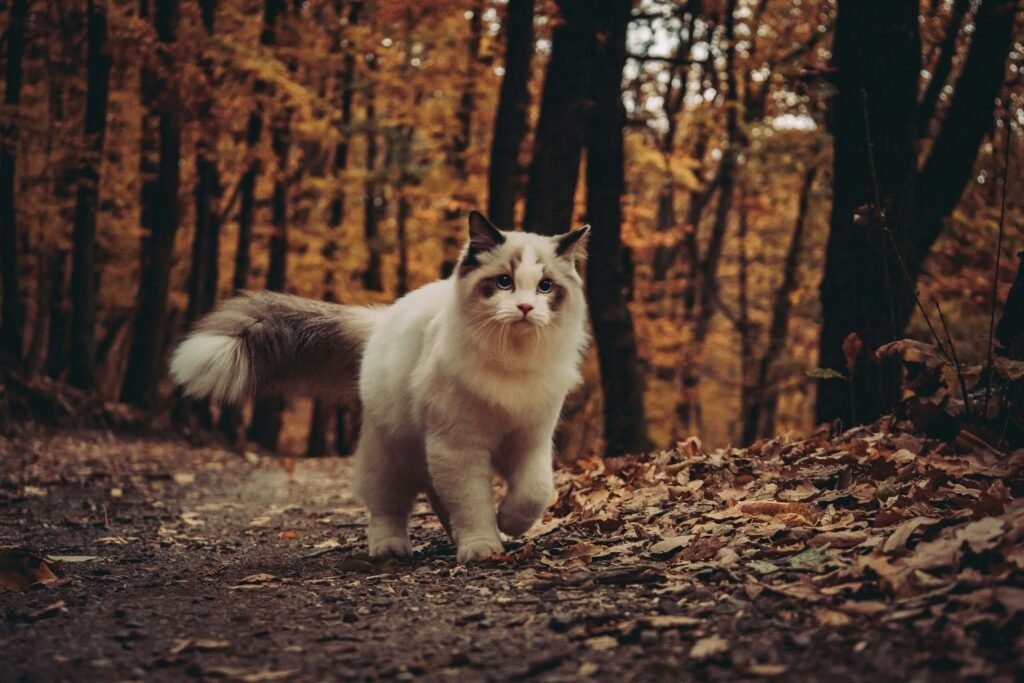 How to Identify a Ragdoll Cat: Best 7 Expert Tips!