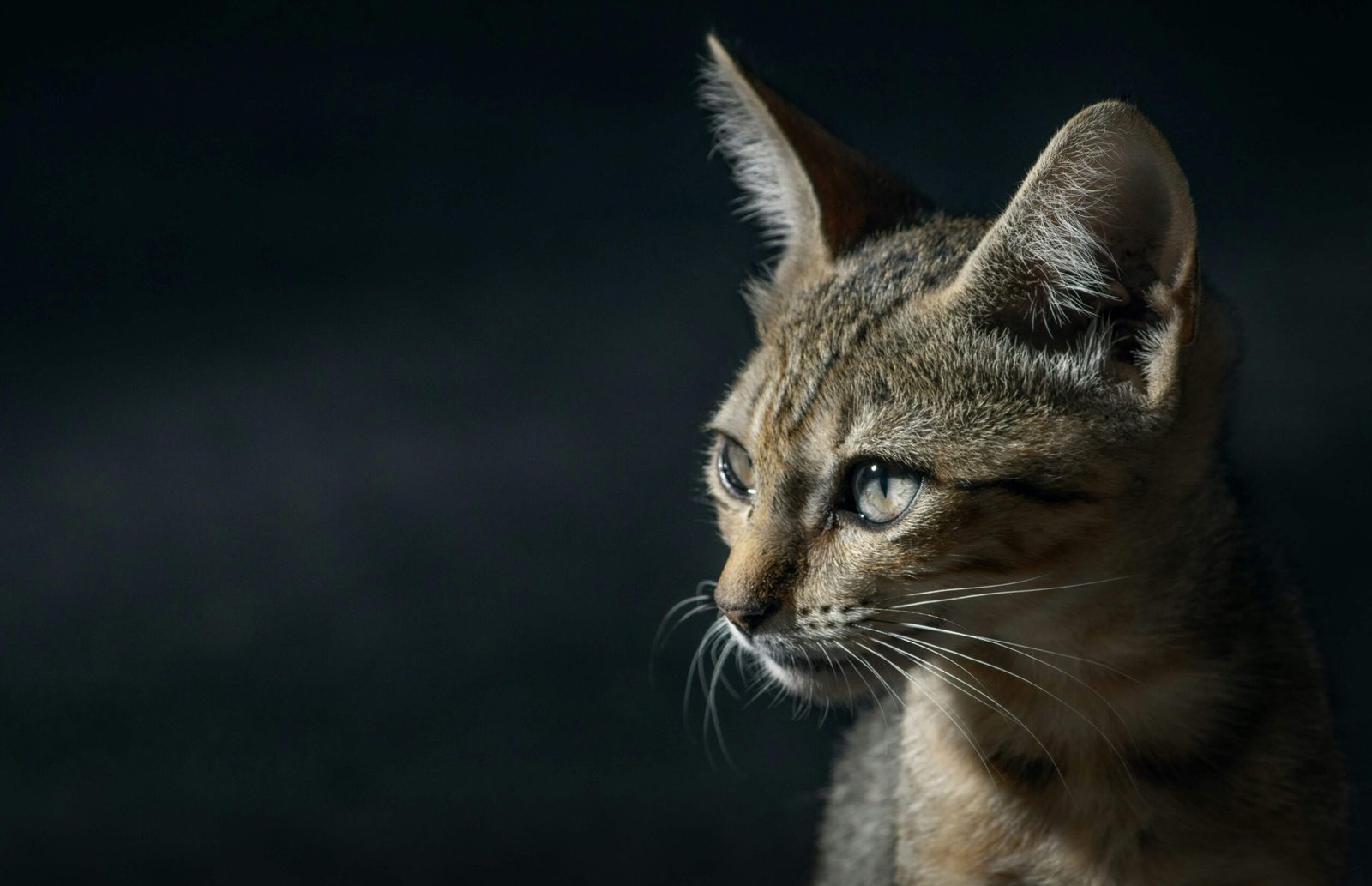 Medicine for Cat Allergies: Best 7 Expert Tips!