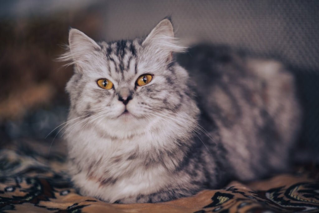 Persian Cat Health Issues: Best 7 Expert Tips!