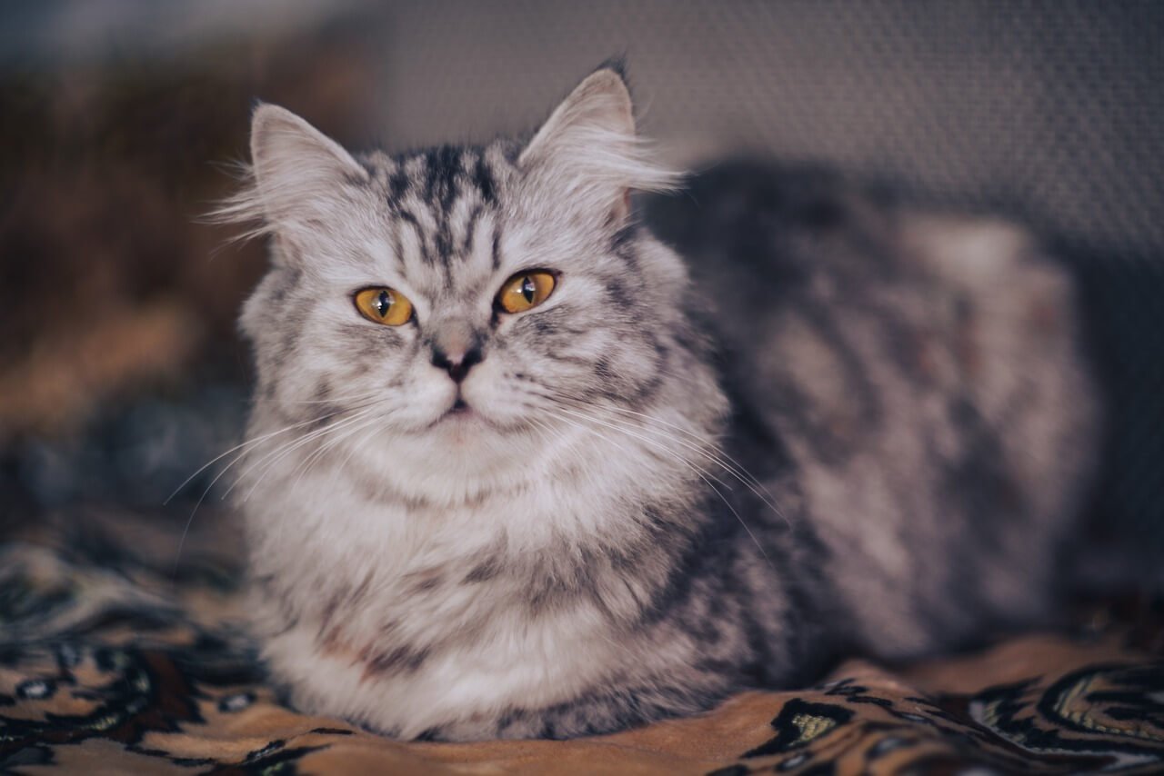 Persian Cat Health Issues: Best 7 Expert Tips!