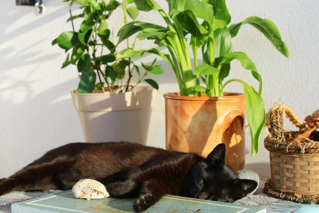 Can Cats Eat Tomatoes? Best 7 Expert Tips!