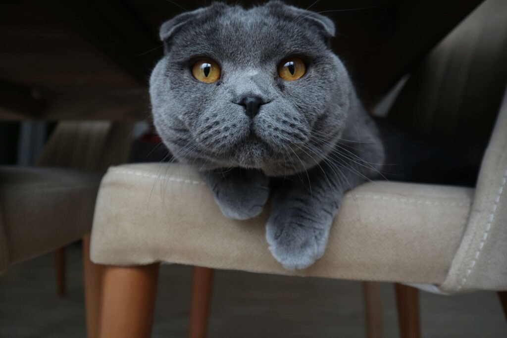 How Can I Soothe My Cats Itchy Skin? Best 7 Health Tips!