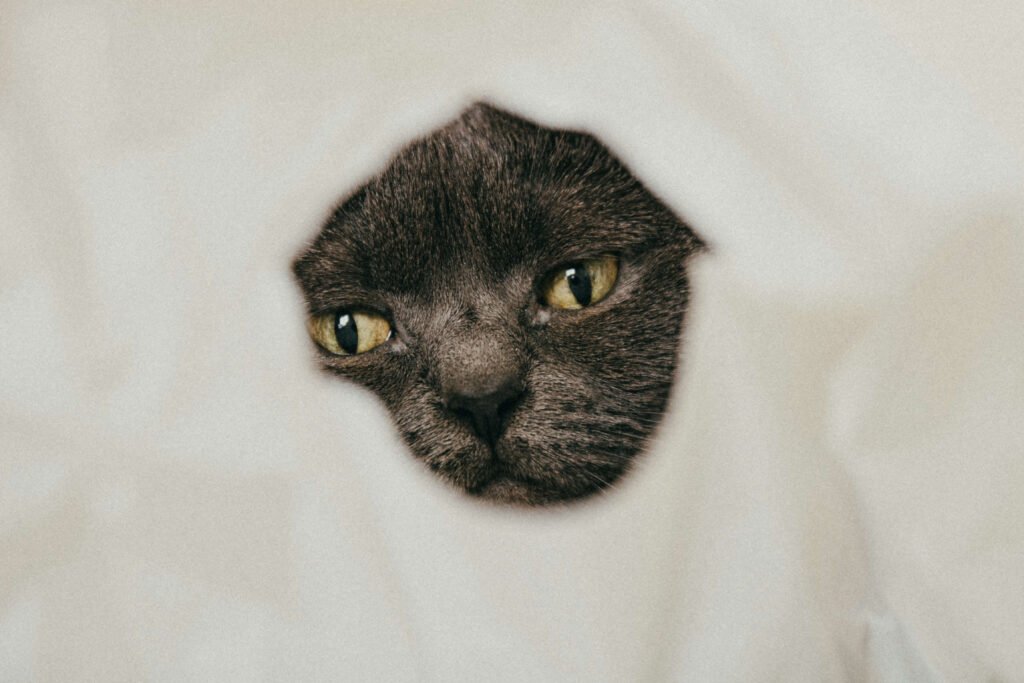 Why Does My Cat Drool So Much? Best 7 Expert Tips!