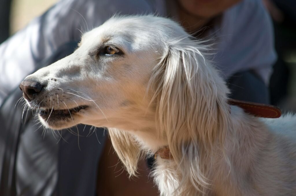 Dog Vomiting Pink Foam: Best 7 Expert Tips!