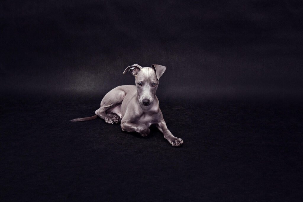 Small Dogs That Dont Shed: Best 7 Expert Tips!