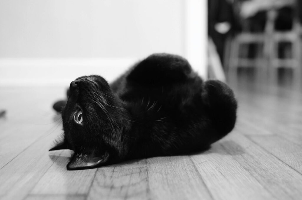 Cat Stung by Wasp: Best 7 Expert Tips!