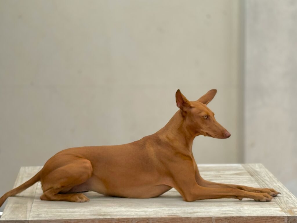 Brown Dog Breeds with Short Hair: Best 7 Expert Tips!