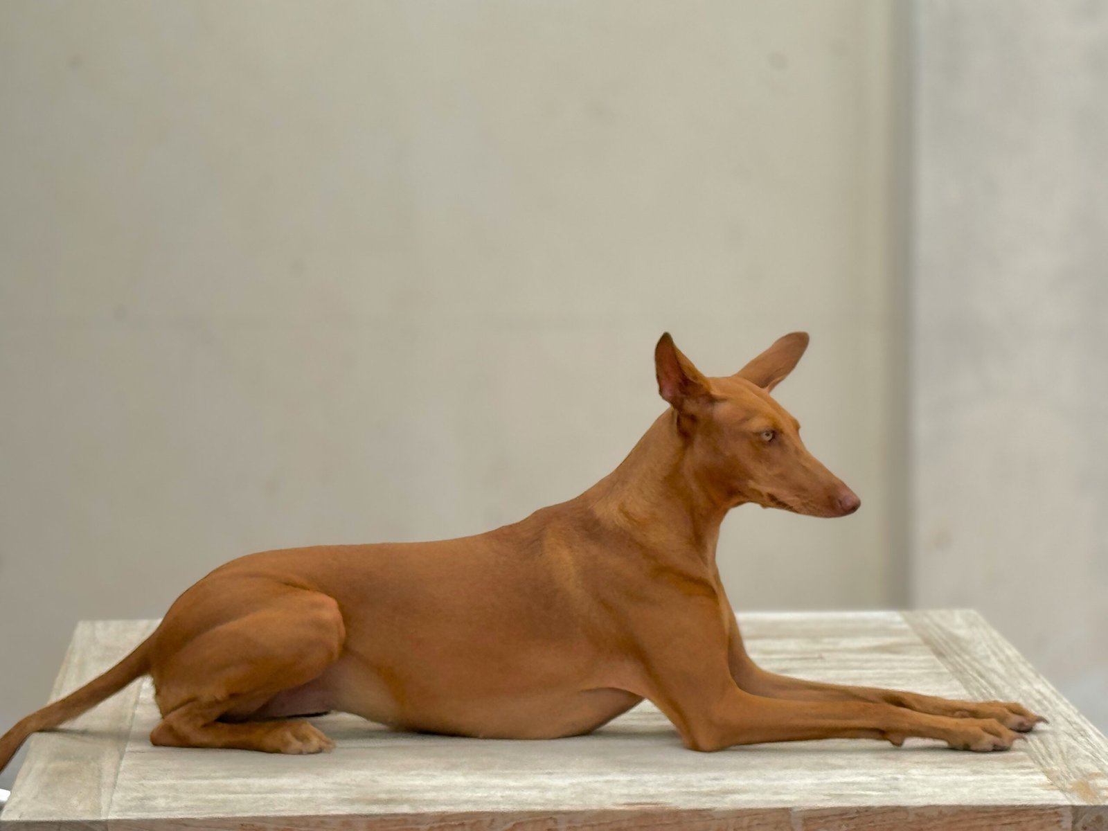 Brown Dog Breeds with Short Hair: Best 7 Expert Tips!