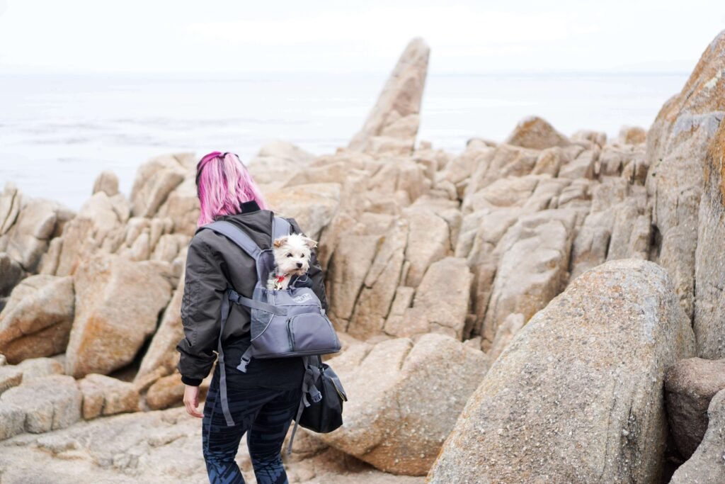 Are Dog Backpacks Safe? Best 7 Expert Tips!