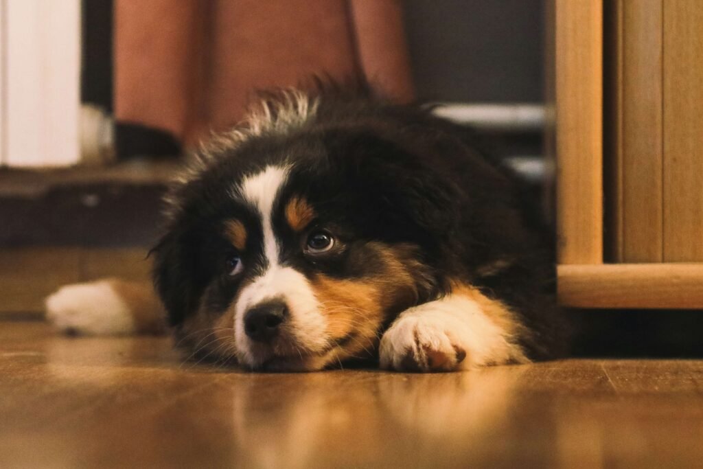 Can a Dog Eat Spaghetti? Best 7 Expert Tips!