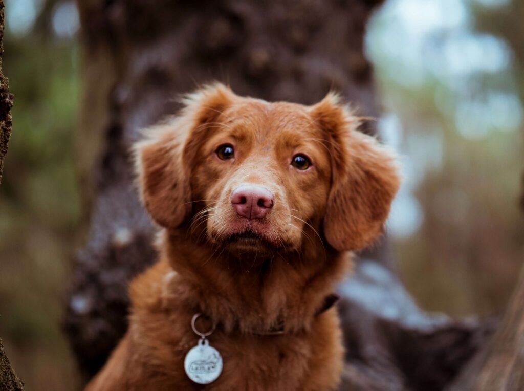 Can Dogs Have Nectarine? Best 7 Health Tips!