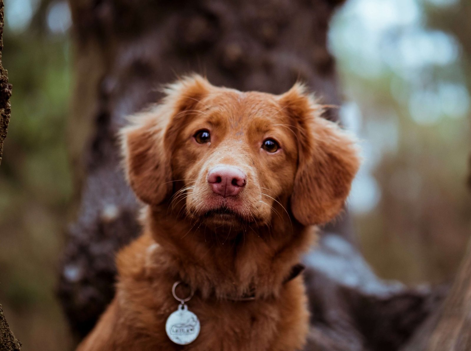Can Dogs Have Nectarine? Best 7 Health Tips!