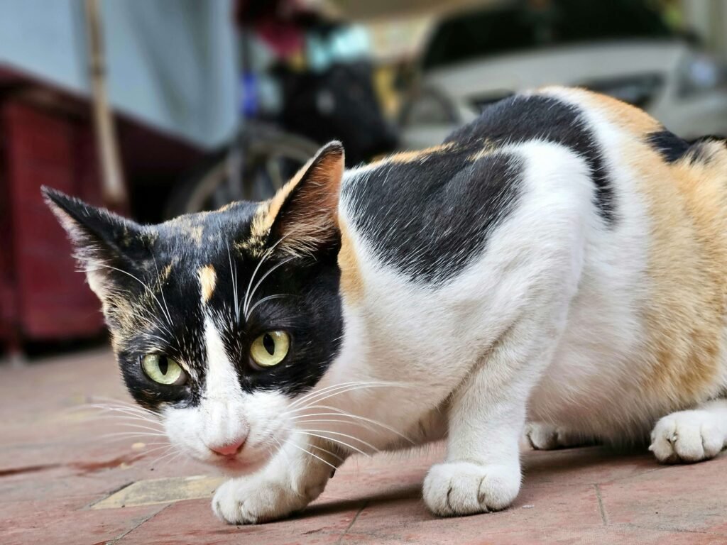 Can You Clean Cat Pee With Bleach? Best 7 Expert Tips!