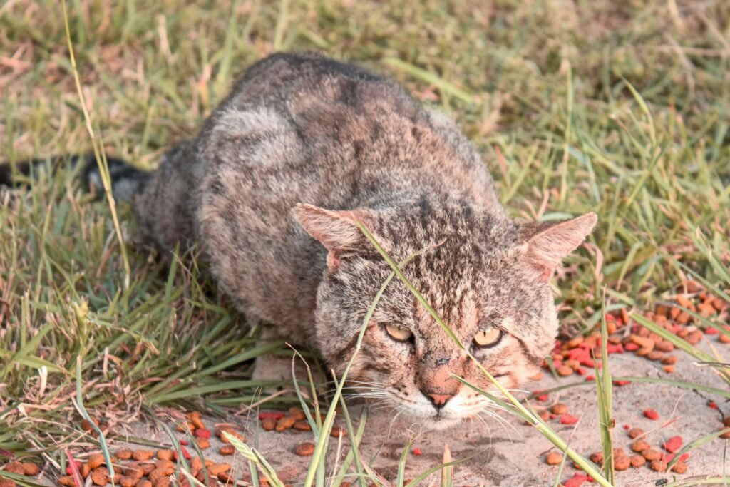 Understanding Brown Cat Eye Discharge: Best 7 Health Tips!