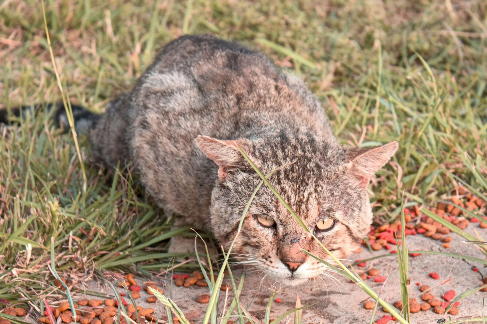 Understanding Brown Cat Eye Discharge: Best 7 Health Tips!