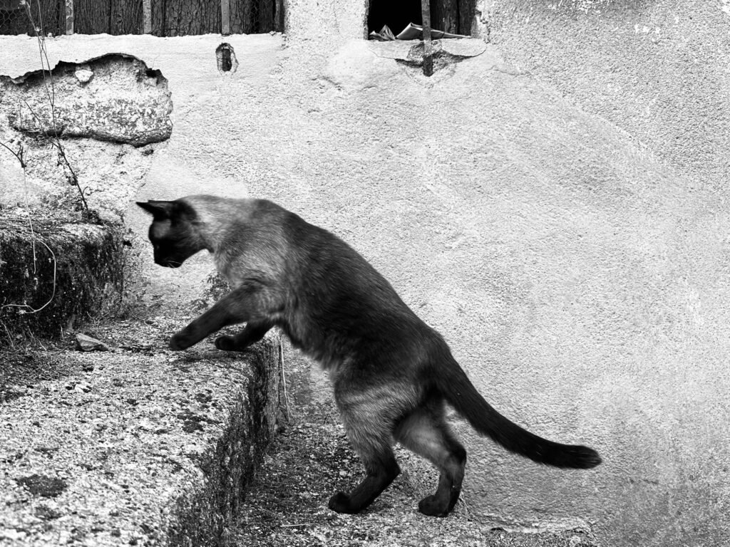 Why Do Cats Make Air Biscuits? Best 7 Tips!