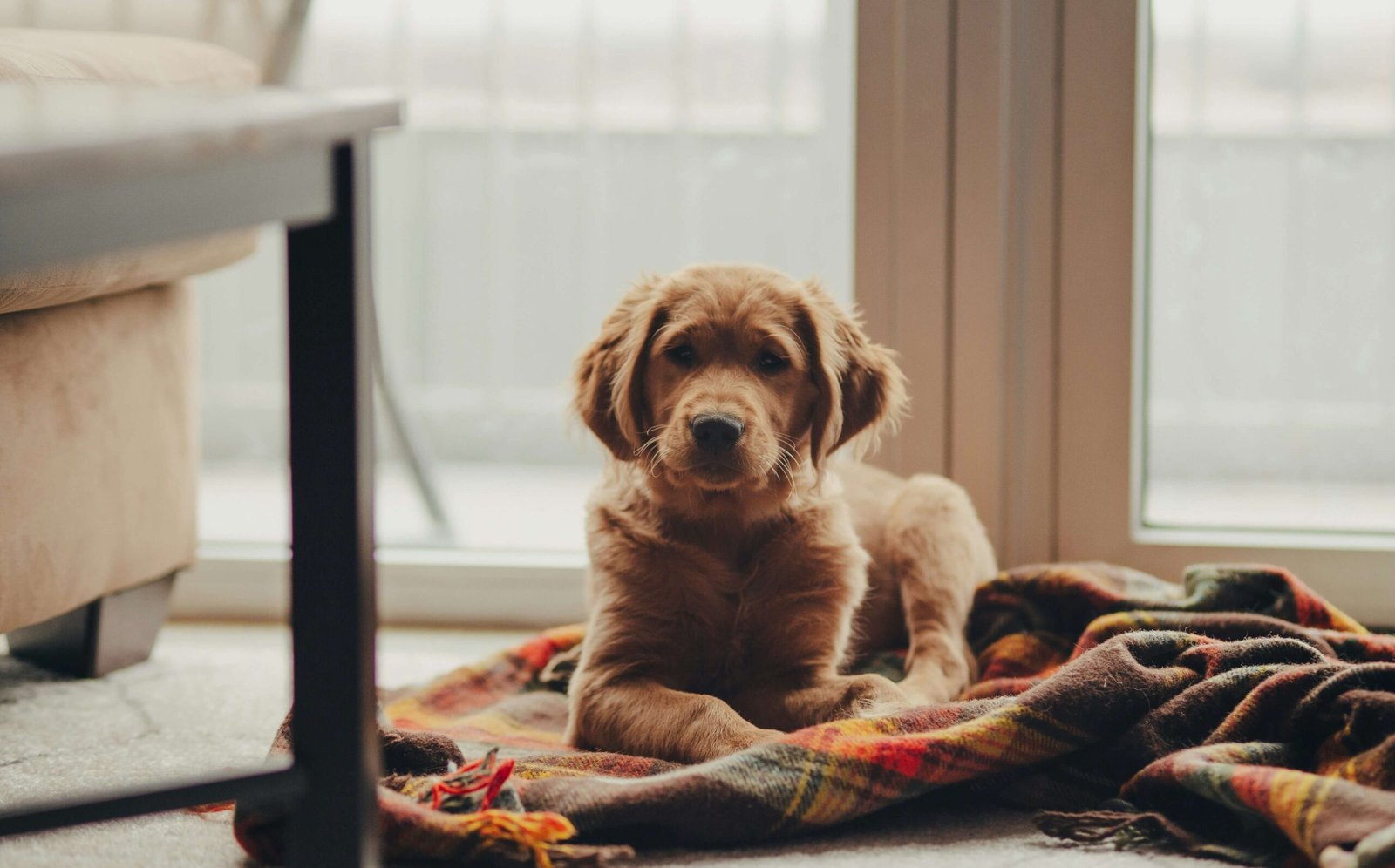 Understanding Dog Swollen Eye Home Treatment: Best 7 Tips!
