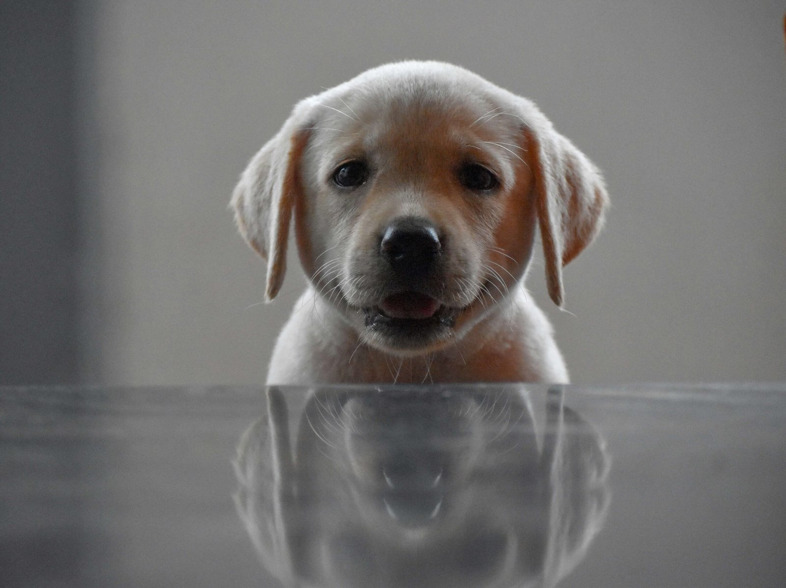 My Dog Ate Coffee Grounds: Best 7 Expert Tips!