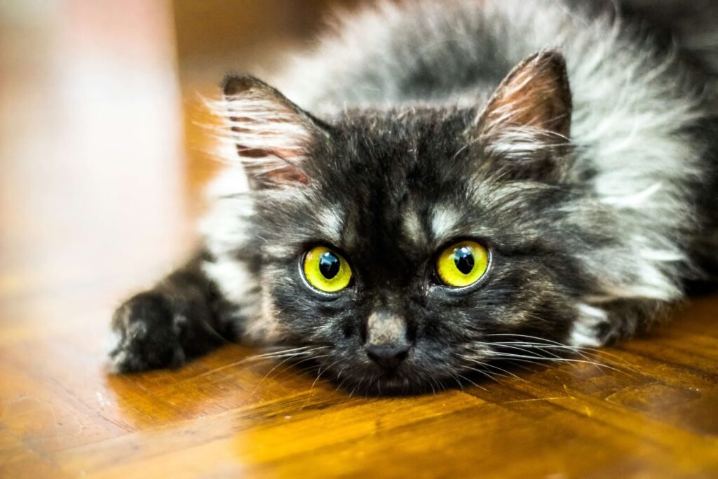 How Often Should I Change Cat Litter? Best 7 Expert Tips!