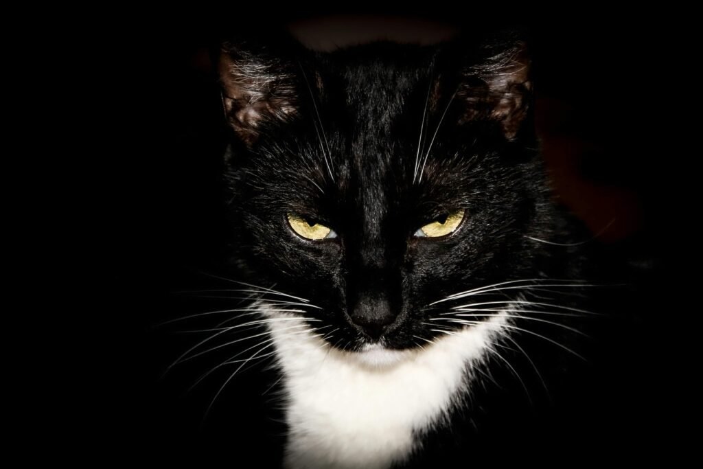The Charm of the Tuxedo Cat Personality: Best 7 Tips!