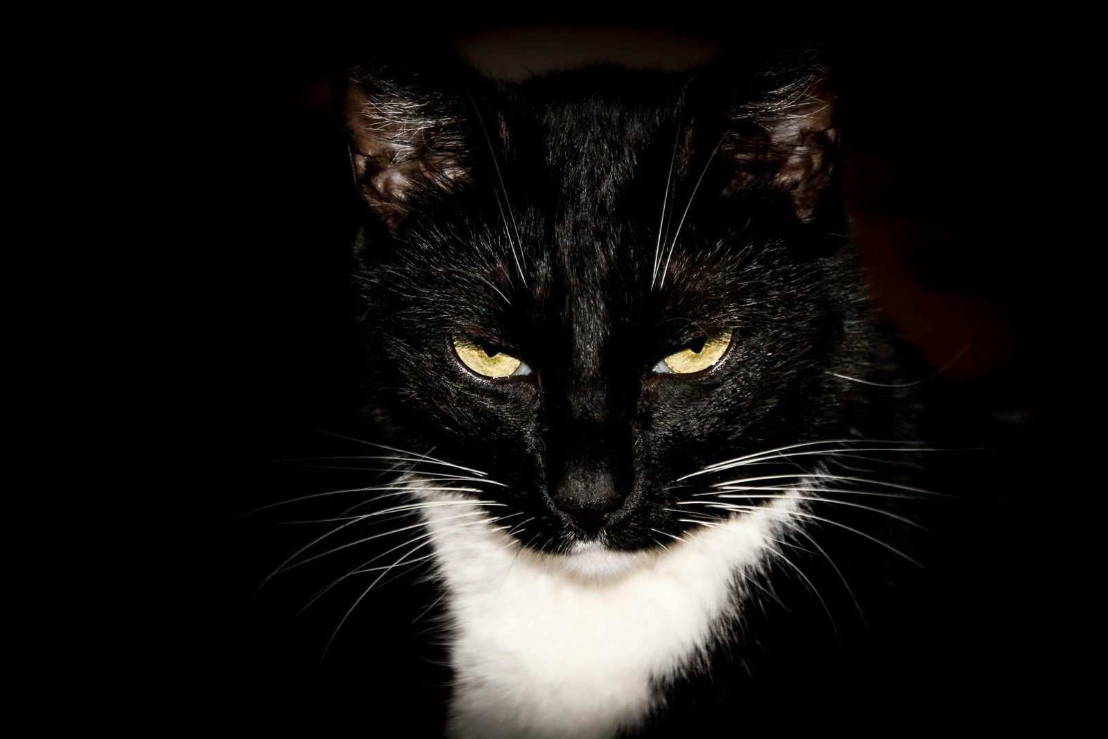 The Charm of the Tuxedo Cat Personality: Best 7 Tips!