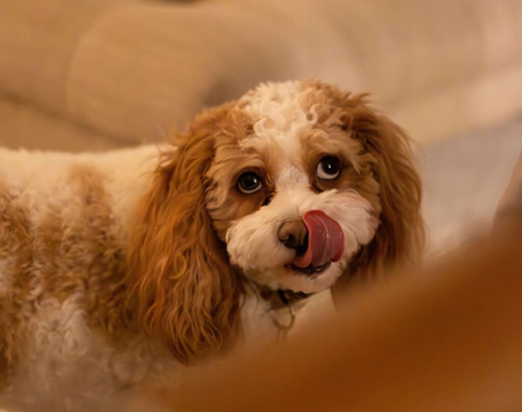 Can I Feed My Dog Ground Beef Every Day? Best 7 Tips!