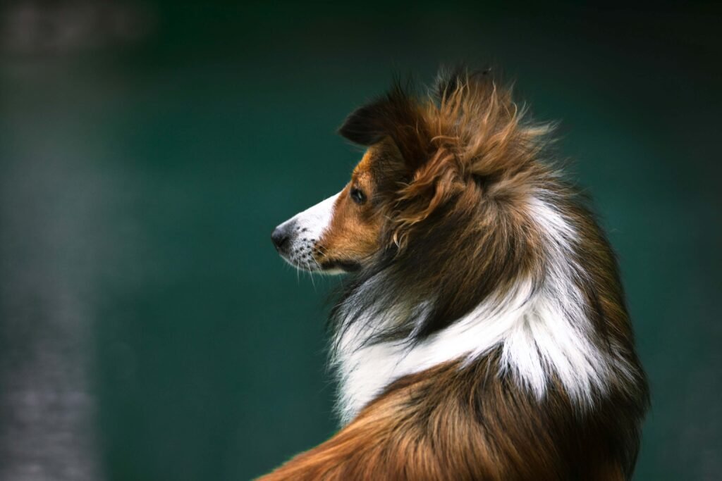 How to Give a Dog Liquid Medicine with a Syringe: Best 7 Tips