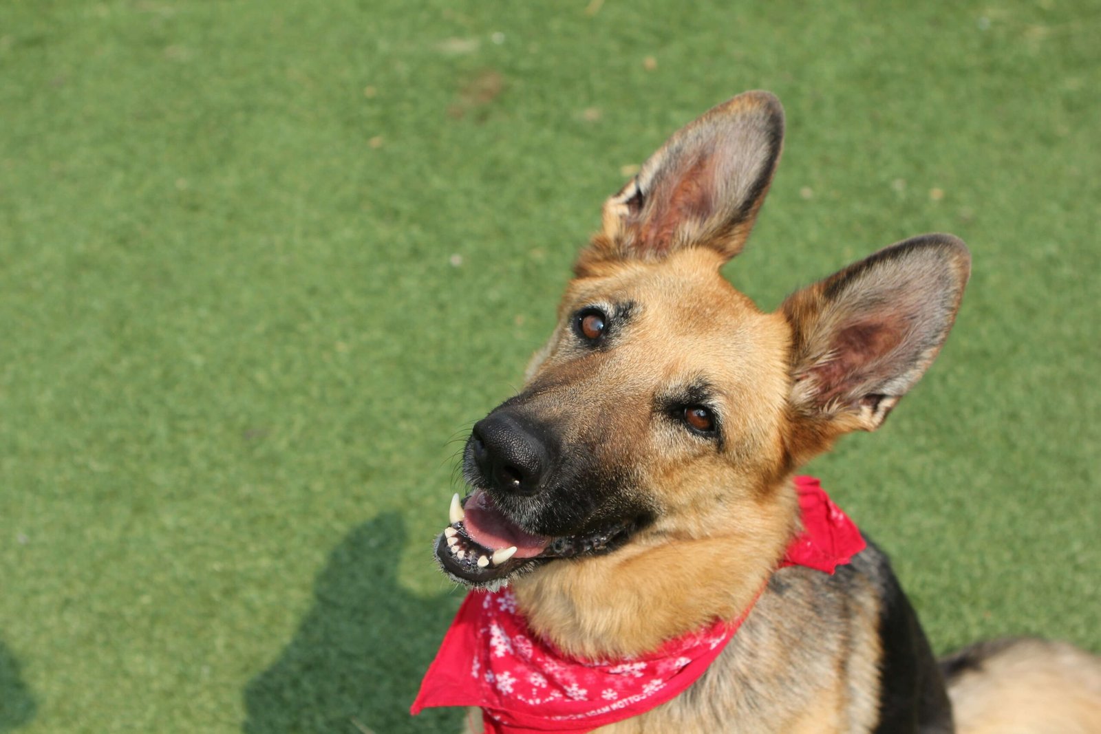 Malinois Dog vs German Shepherd: Best 7 Expert Tips!