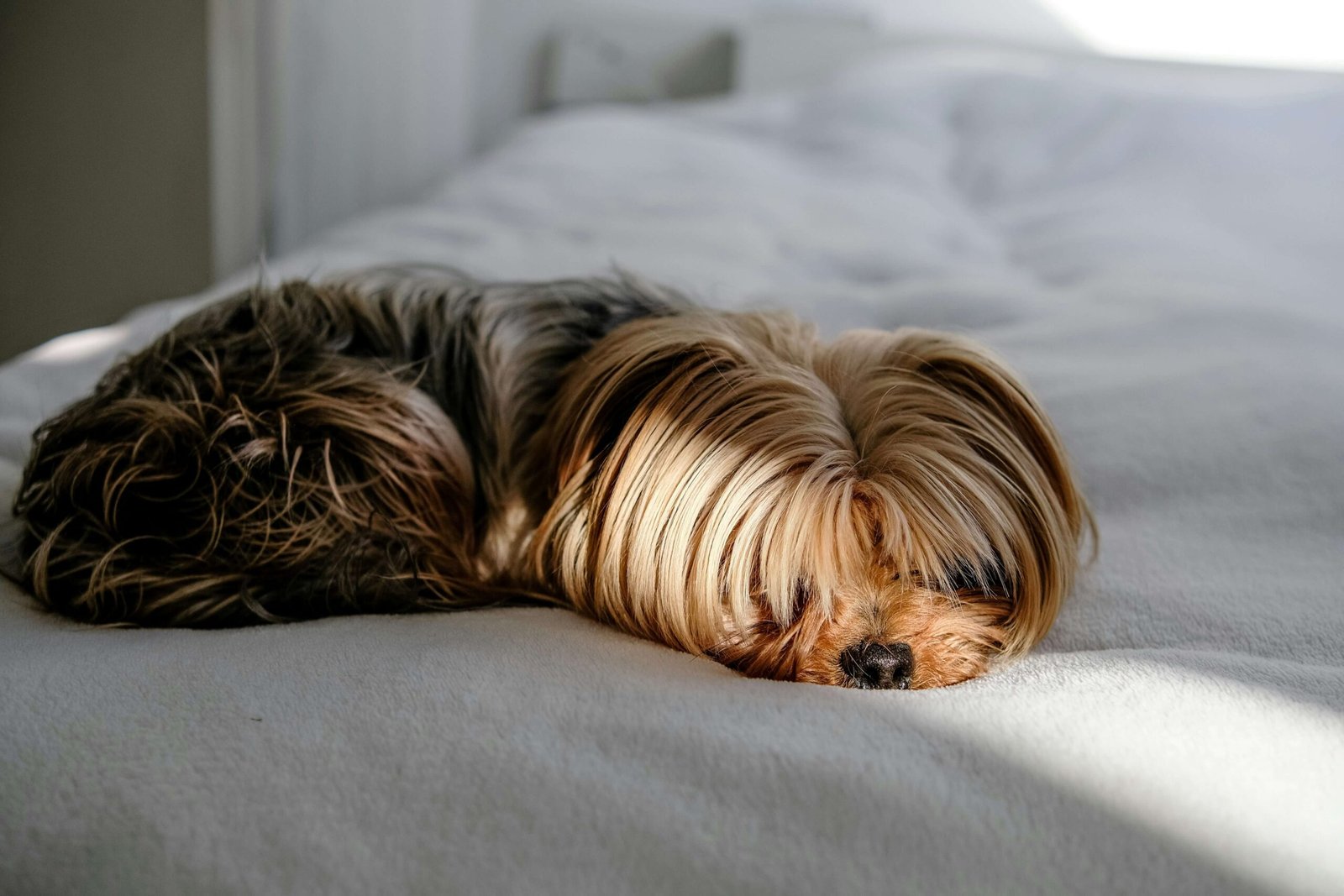 Understanding Septic Abdomen in Dogs: Best 7 Expert Tips!
