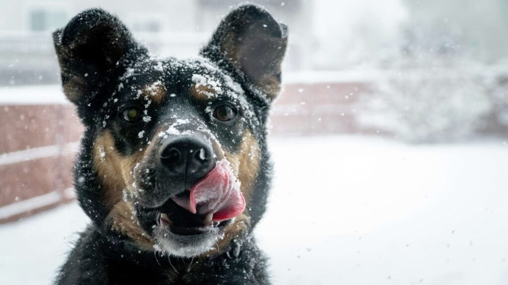 Why Is My Dog Suddenly Afraid to Go Outside? Best 7 Tips!