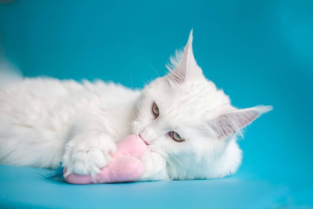 How Much Pyrantel Pamoate 50mg/mL to Give a Cat: Best 7 Tips