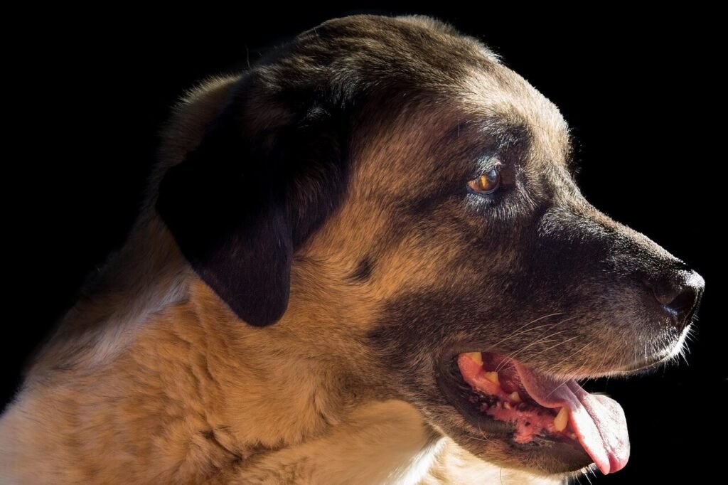 Kangal Dog Lifespan: Best 7 Expert Tips!