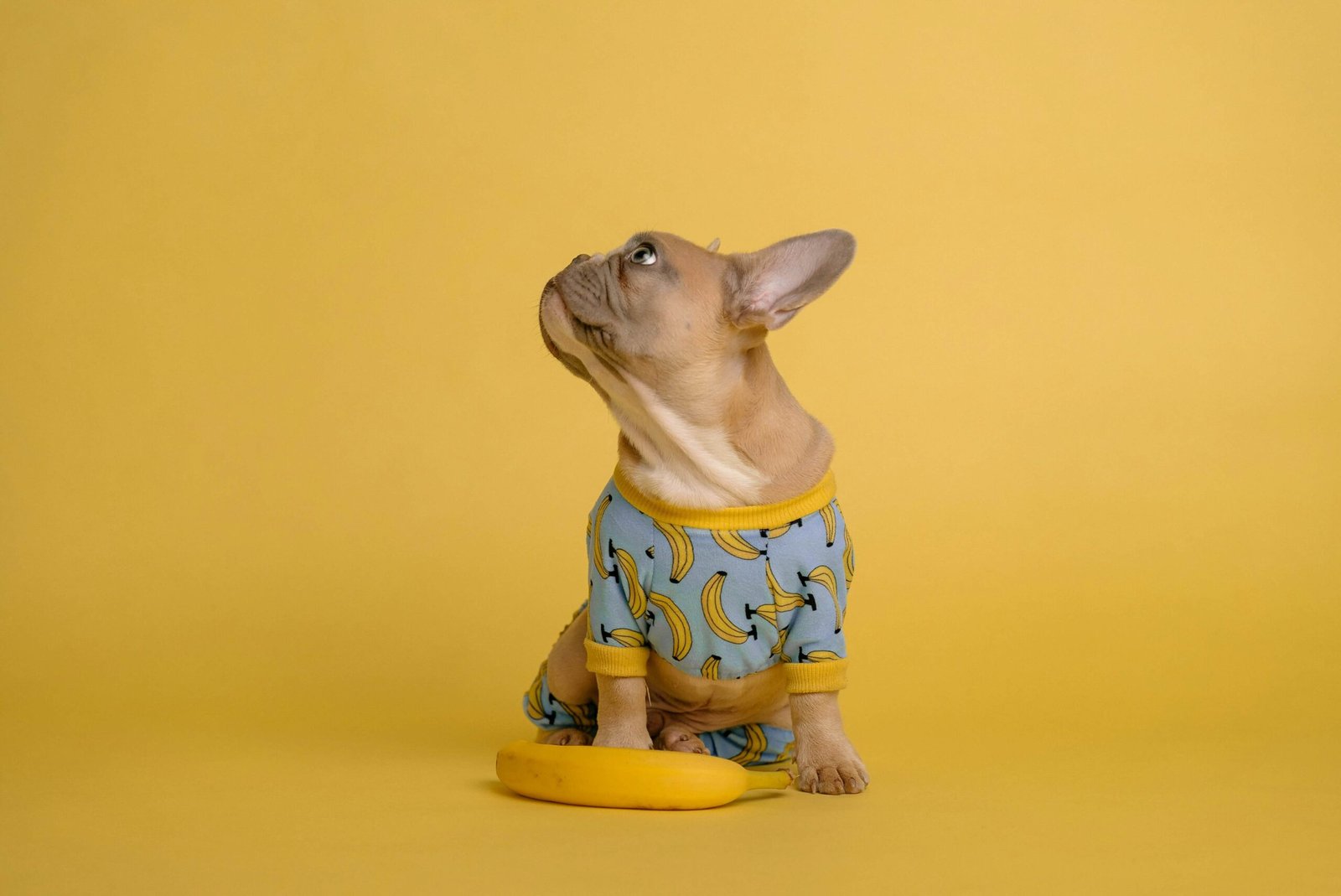 Understanding Dog Diabetes Life Expectancy: Best 7 Tips!