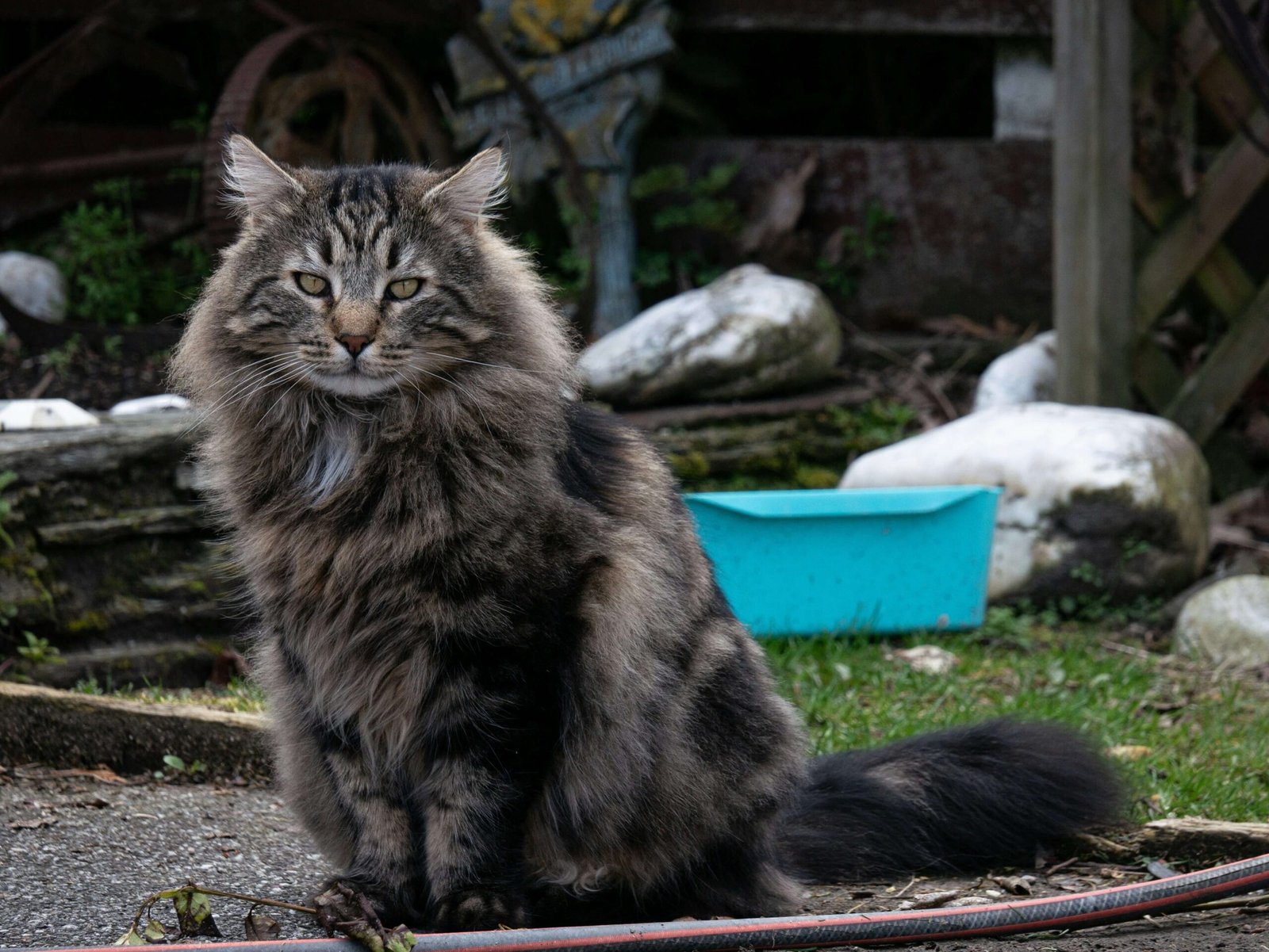 Short Spine Syndrome in Cats: Best 7 Health Tips!