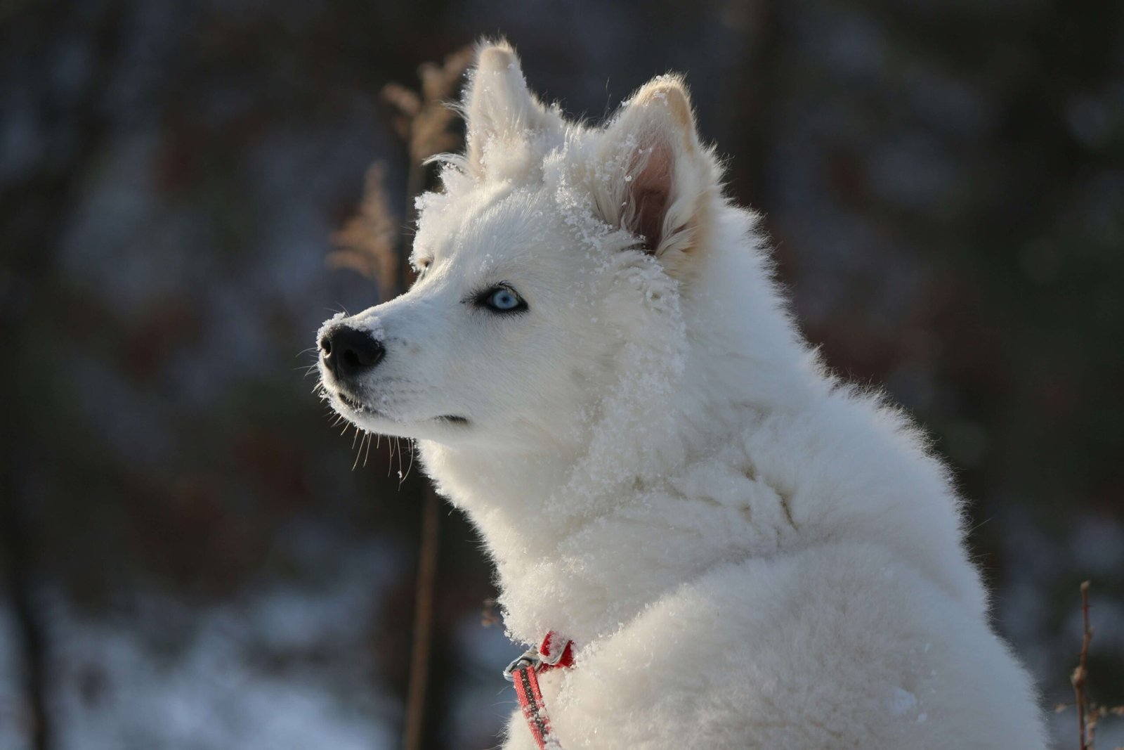 Iditarod Dog Breeds: Best 7 Expert Tips!