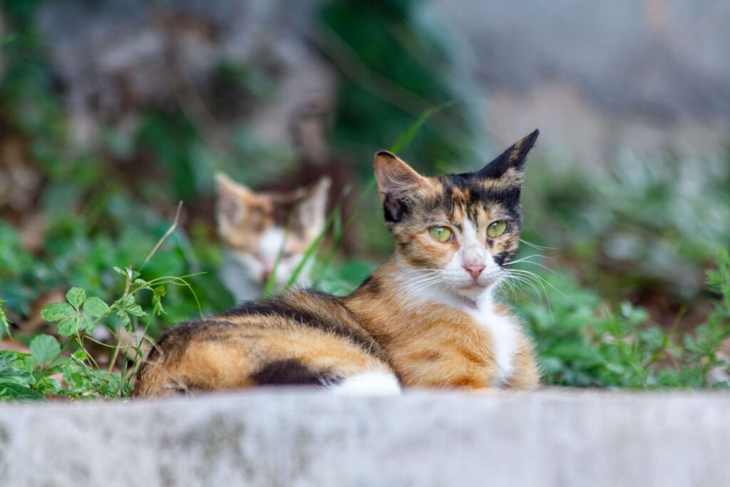 Calico Cat Personality: Best 7 Expert Tips!
