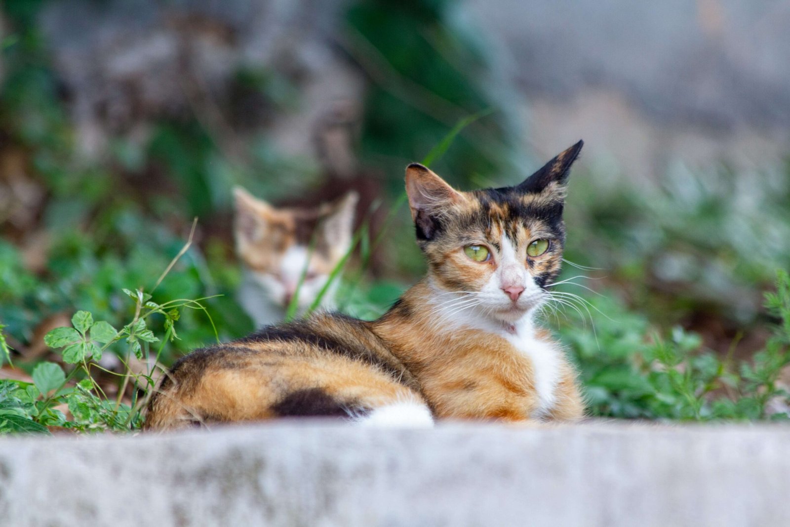 Calico Cat Personality: Best 7 Expert Tips!