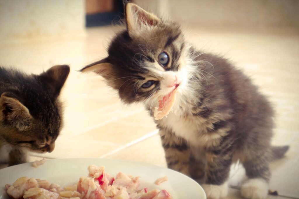 How to Take in a Stray Cat: Best 7 Expert Tips!
