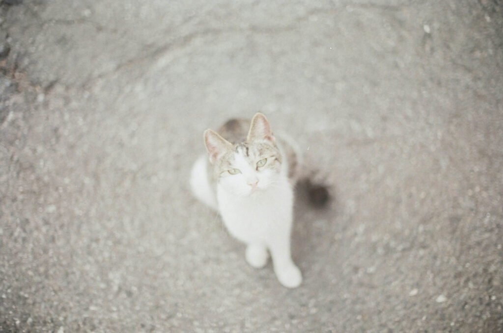 Understanding Swimmer Syndrome in Cats: Best 7 Tips!