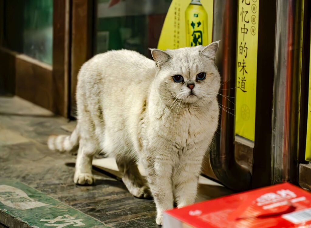 Chinese Cat Breeds: Best 7 Expert Tips!