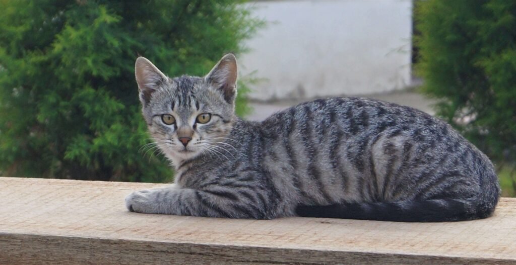 Tabby Cat Personality: Best 7 Expert Tips!